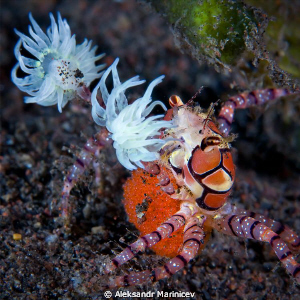 Boxer crab with eggs.
The Boxer or pompom crab is a fasc... by Aleksandr Marinicev 